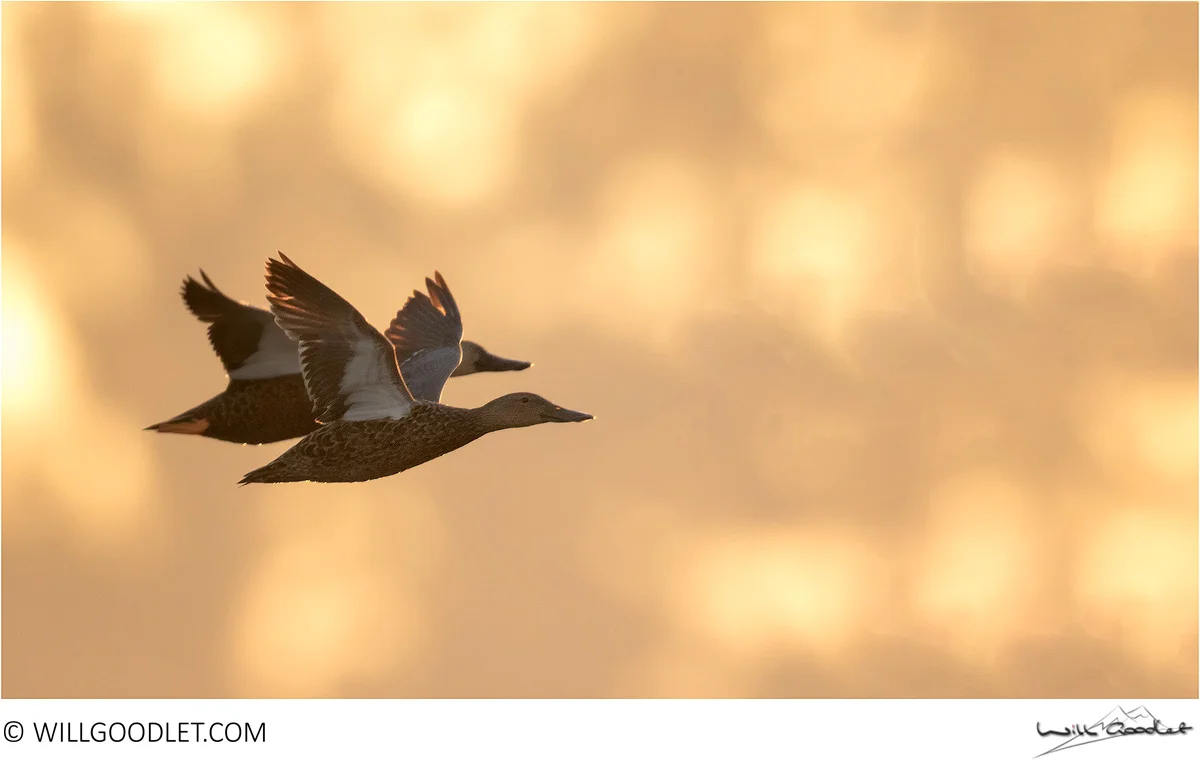 Cape Shoveler, Marievale Bird Sanctuary, South Africa