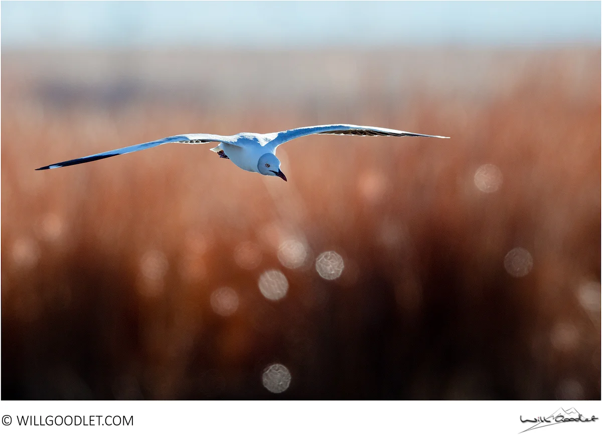 Grey-headed gull, Marievale Bird Sanctuary, South Africa