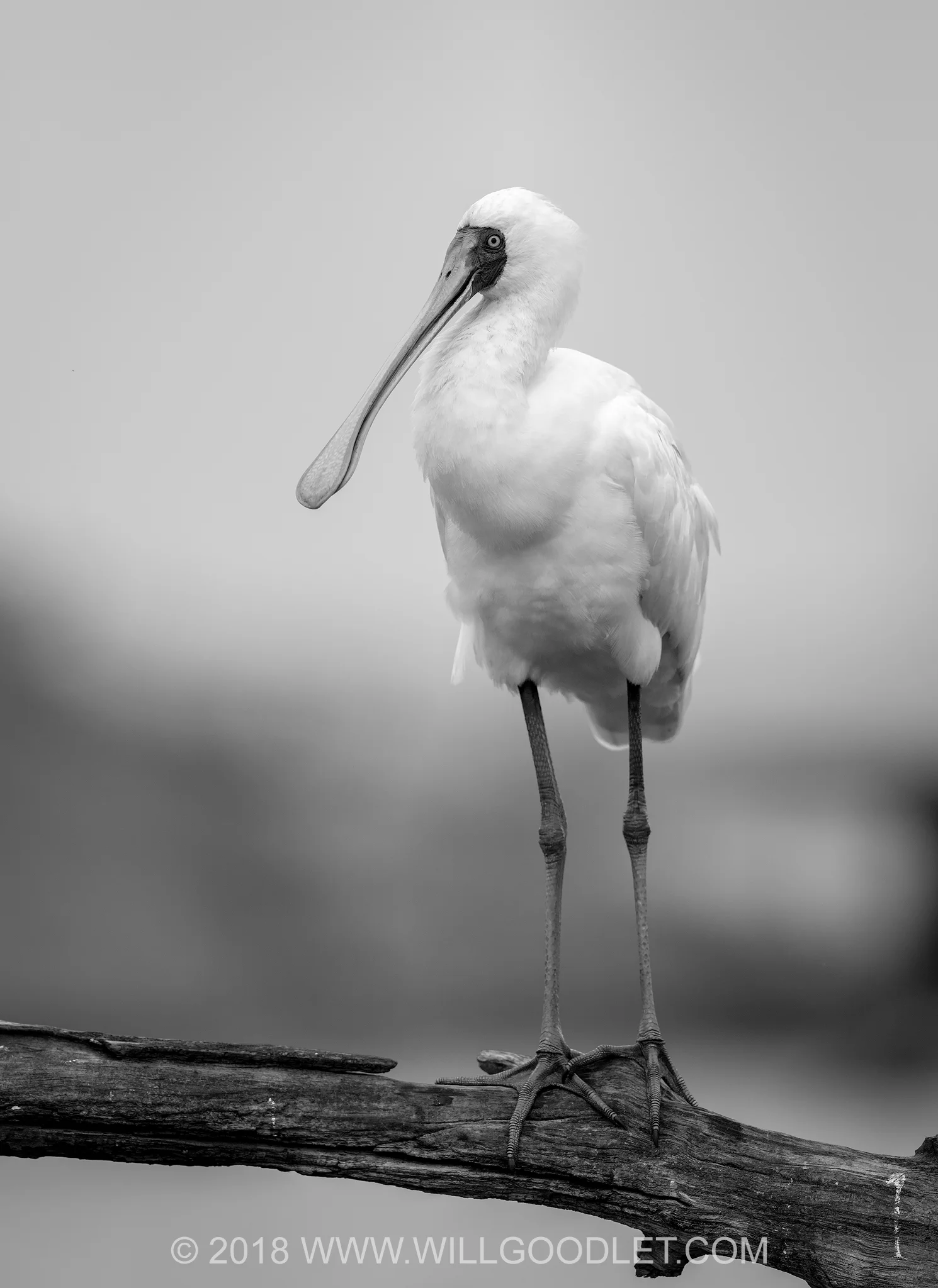 3 horizontal shots stitched - Canon 400mm F2.8 mark ii