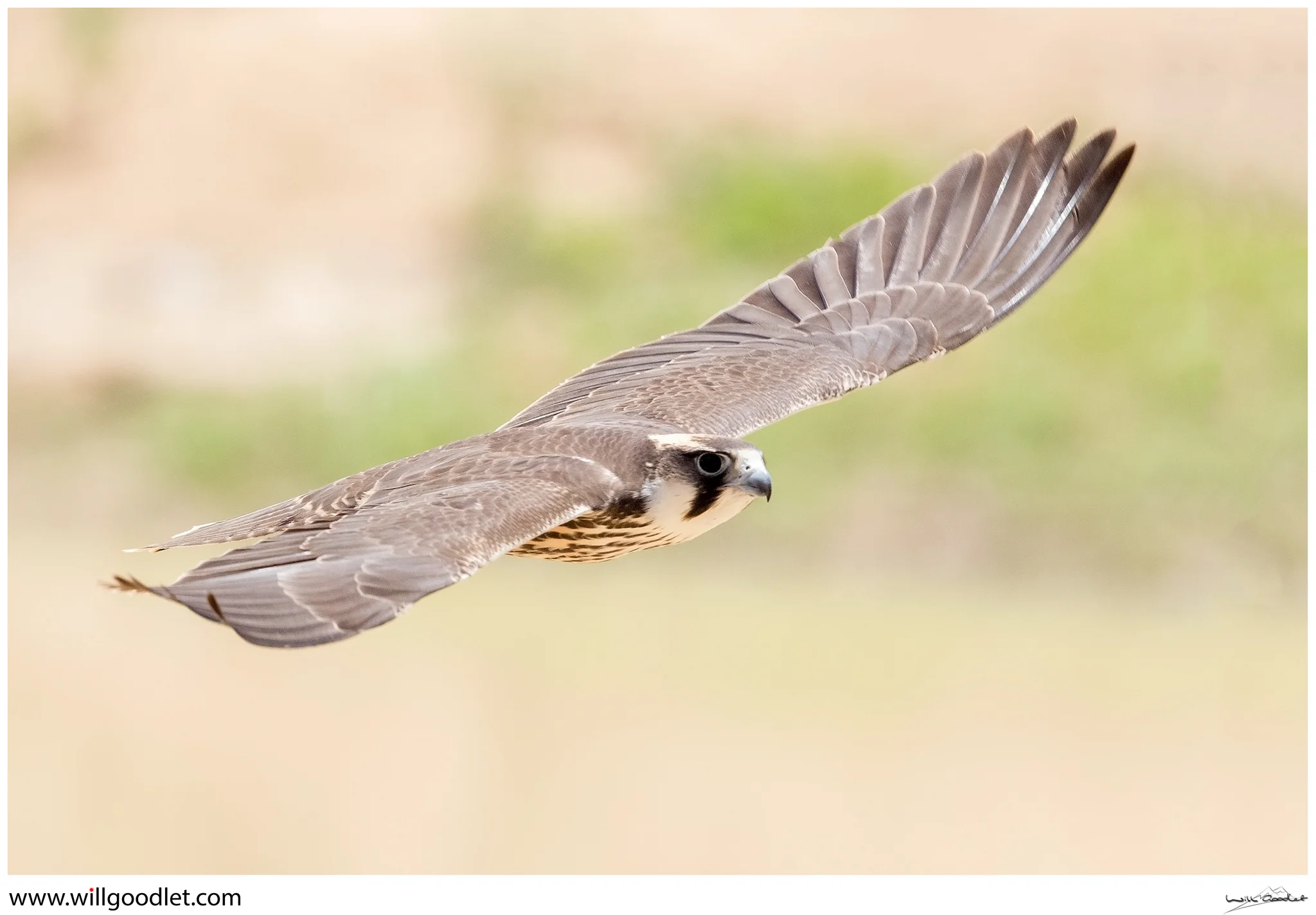 Lanner Falcon in flight