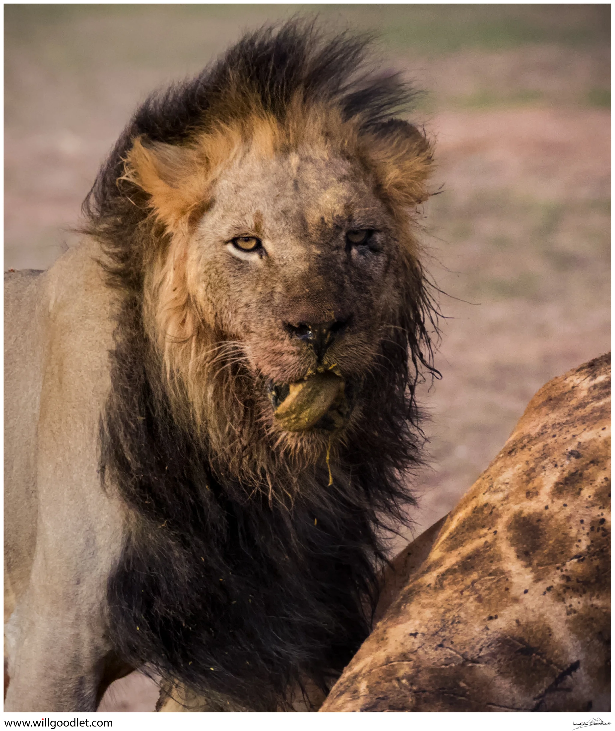 Lion devouring Giraffe