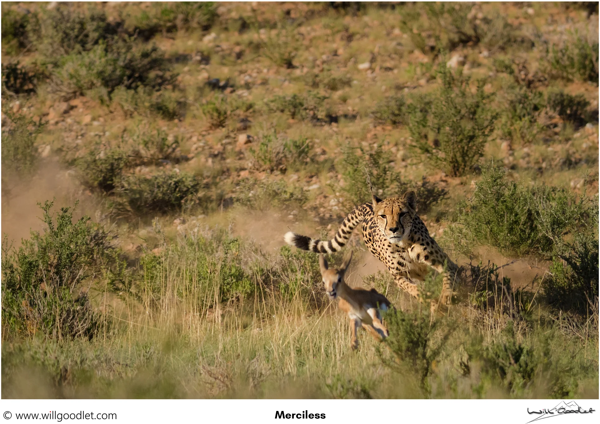 Cheetah giving chase
