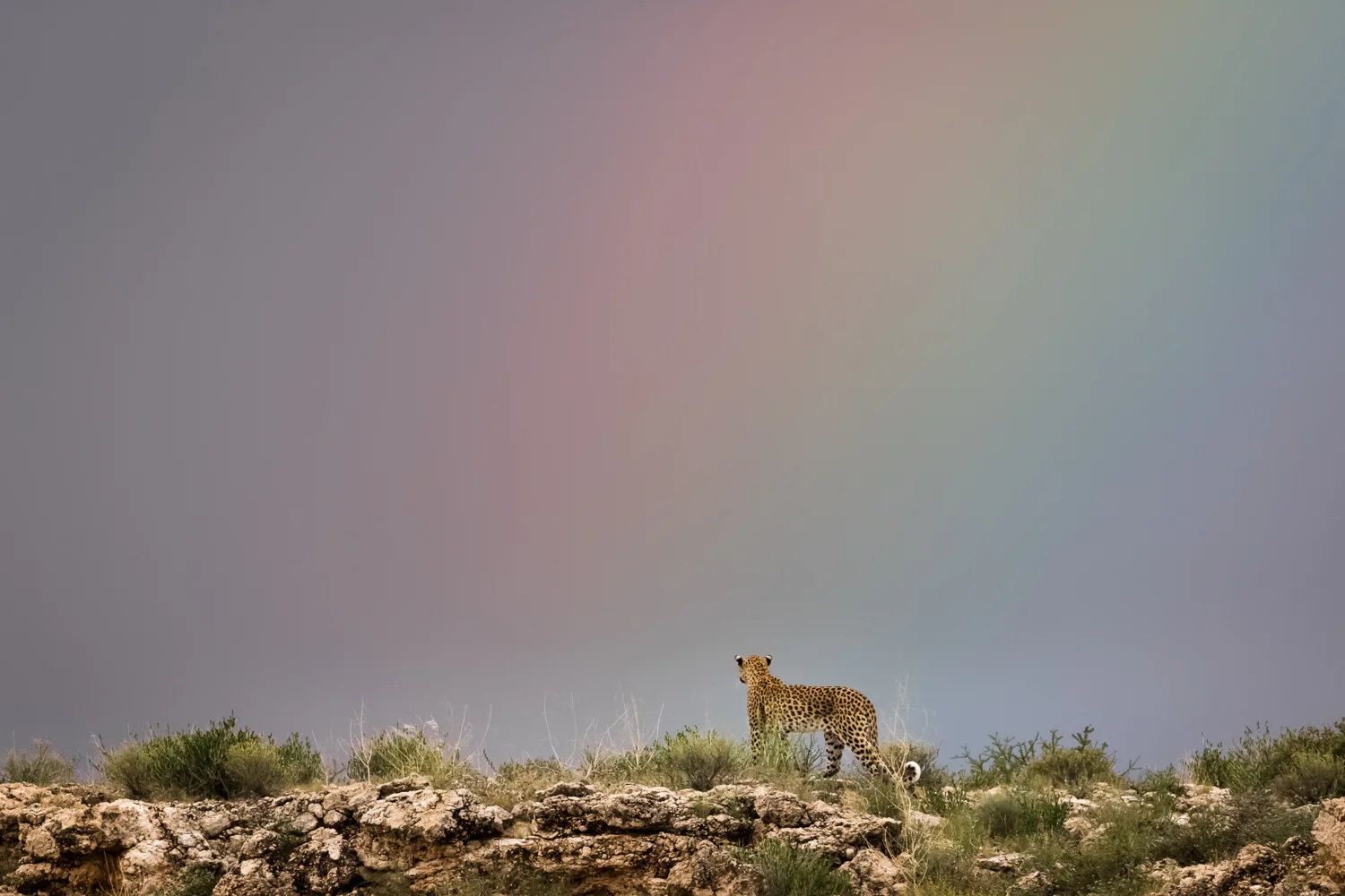 Rainbow leopard