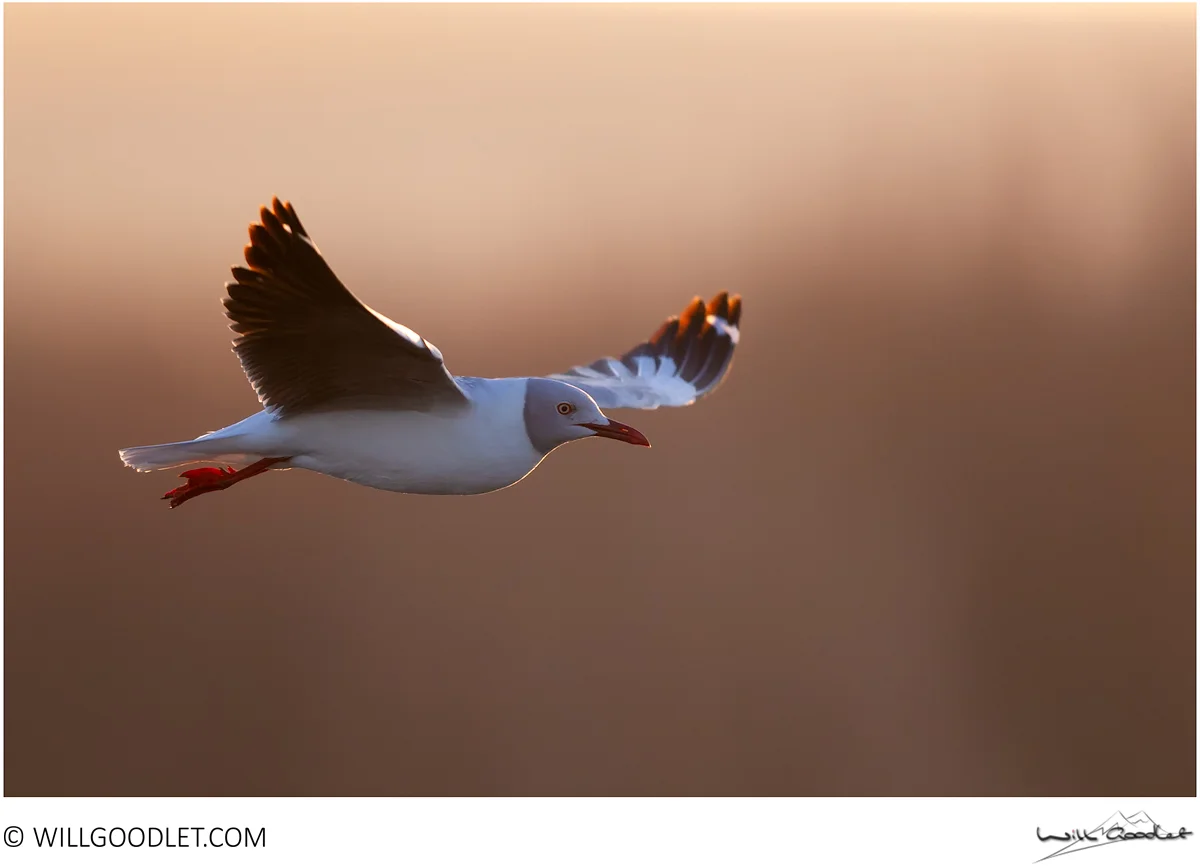 Grey-headed gull at dawn, Marievale.