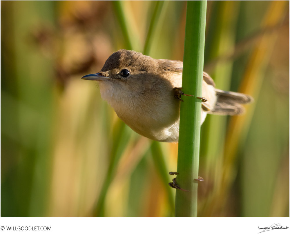 African Reed Warbler