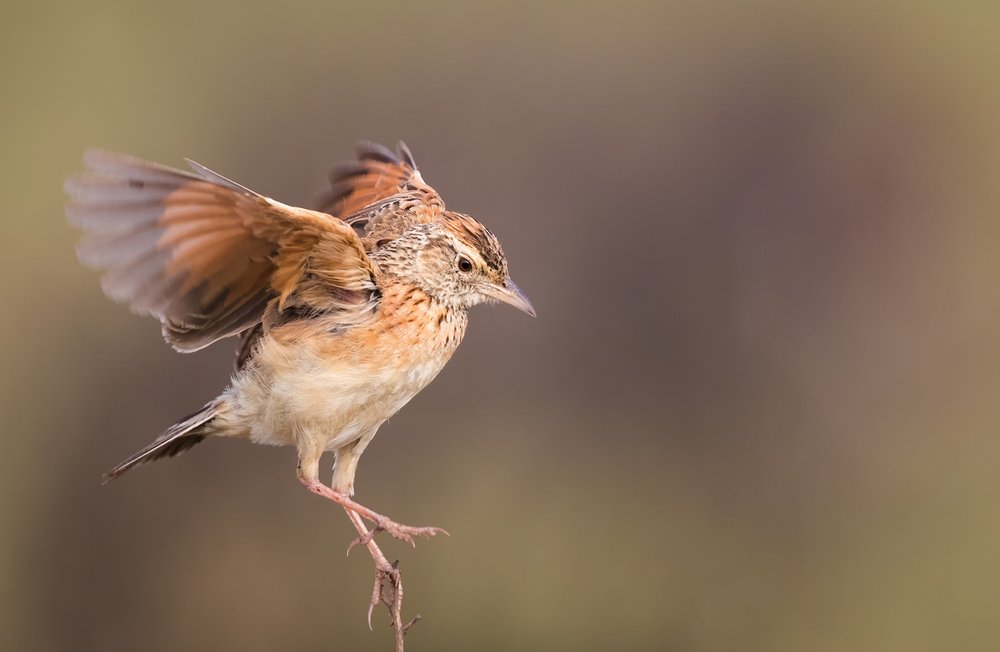 Rufous Naped Lark