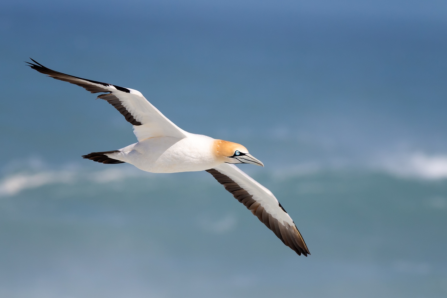 Cape Gannet