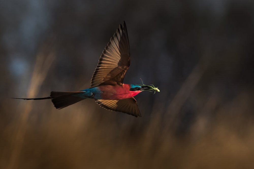 Carmine Bee-eater