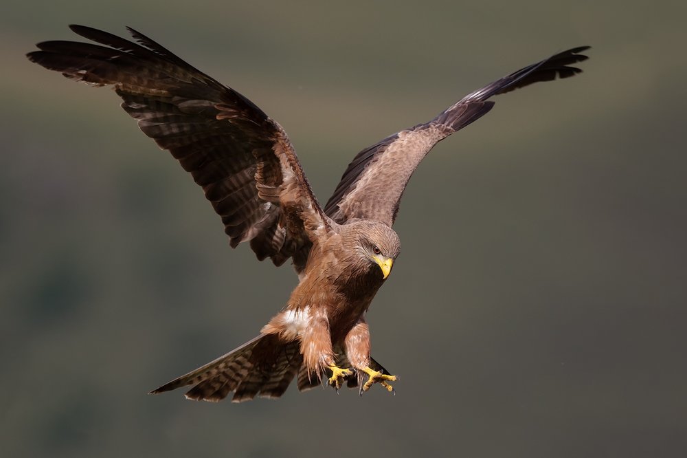 Yellow-billed Kite