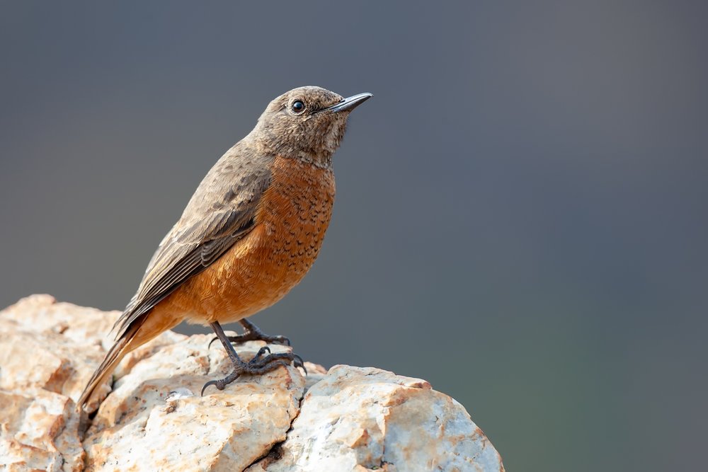 Cape Rock Thrush