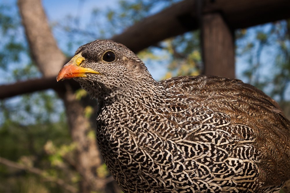 Natal Spurfowl