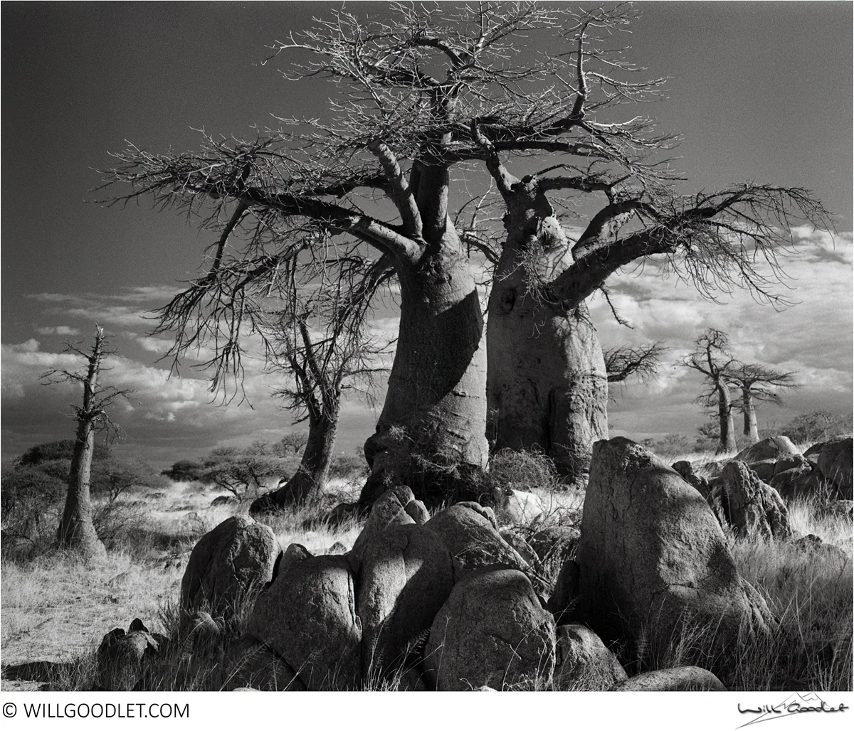 Baobabs, Kodak Tri-X 400