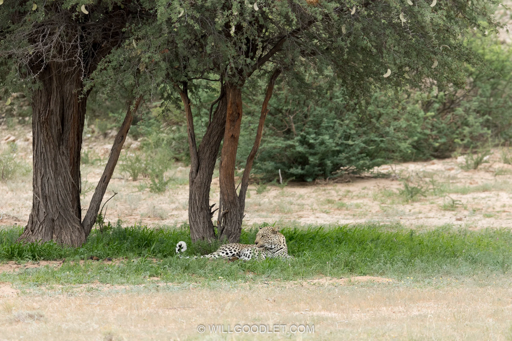 Original - distant leopard Auob valley, Kgalagadi