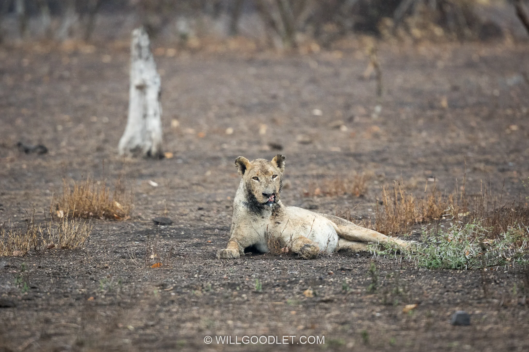 Original - Lioness at distance