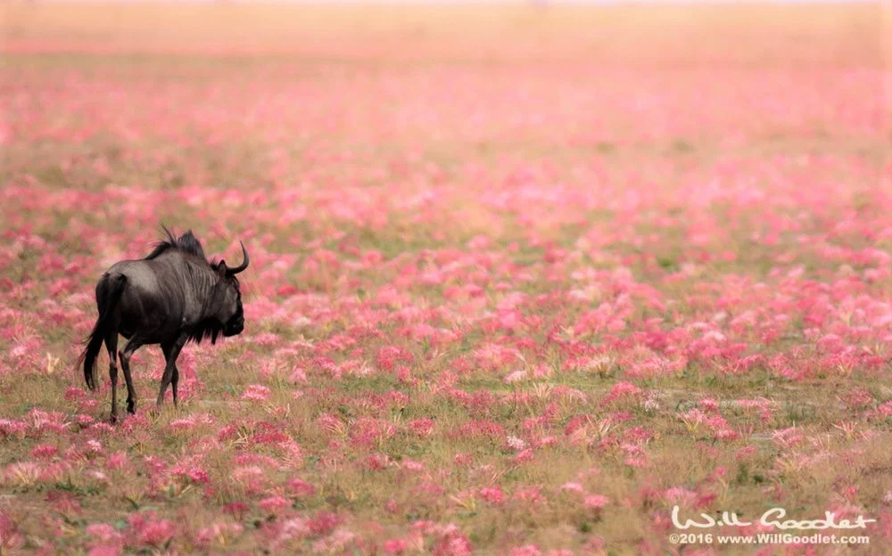 Wildebeest in a field of lilies
