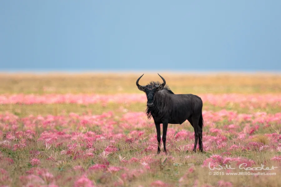 Wildebeest amongst lilies