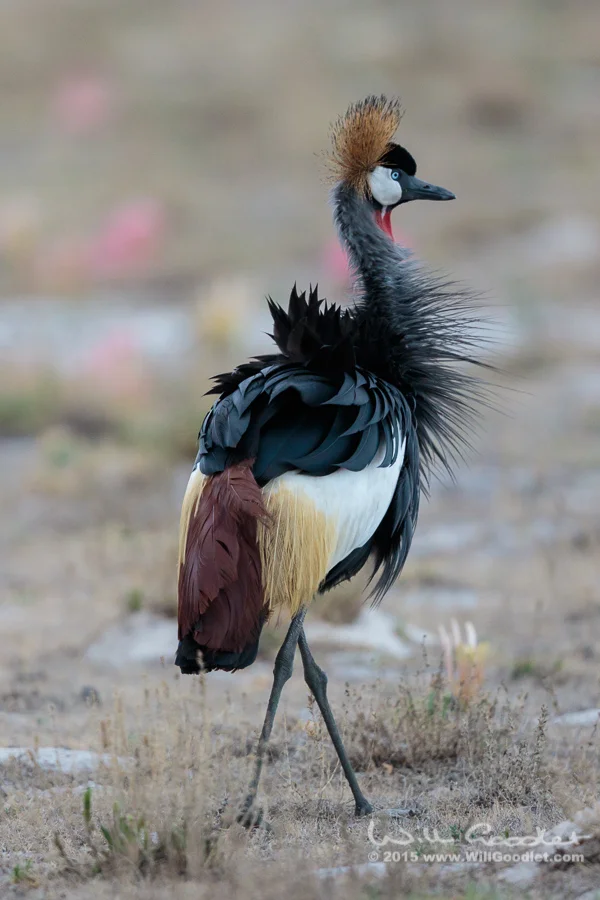 Grey crowned crane in the morning
