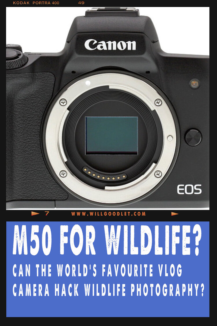 Is the Canon M50 a wildlife photography?