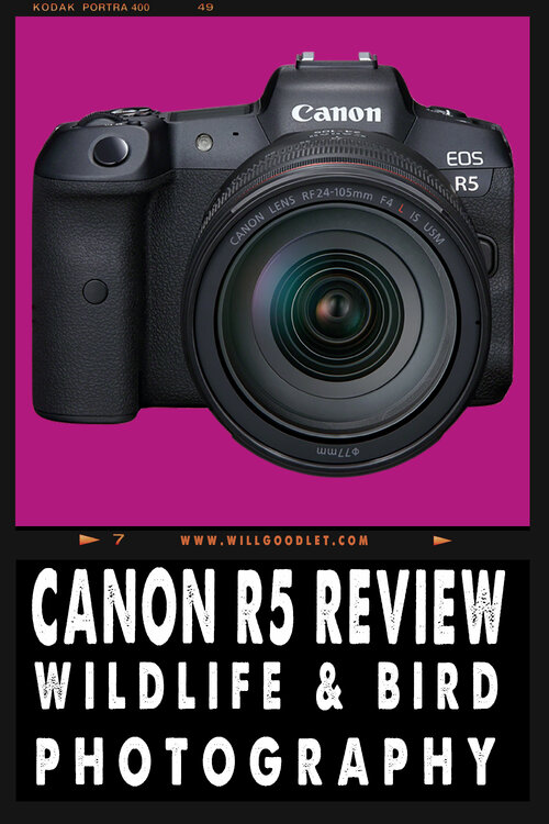 Canon R5 Field Review for Wildlife & Bird Photography