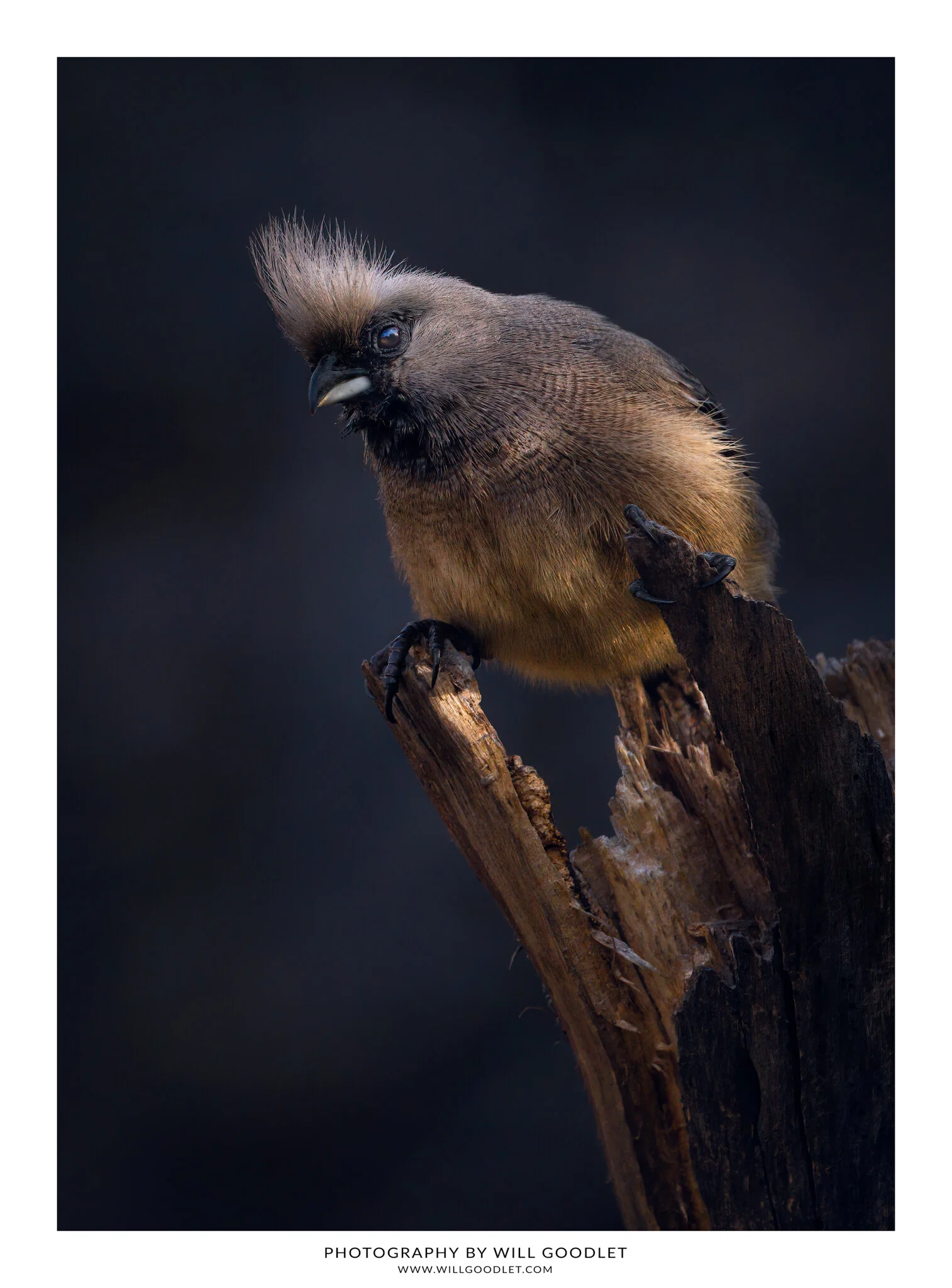 Canon R5 Field Review For Wildlife Bird Photography