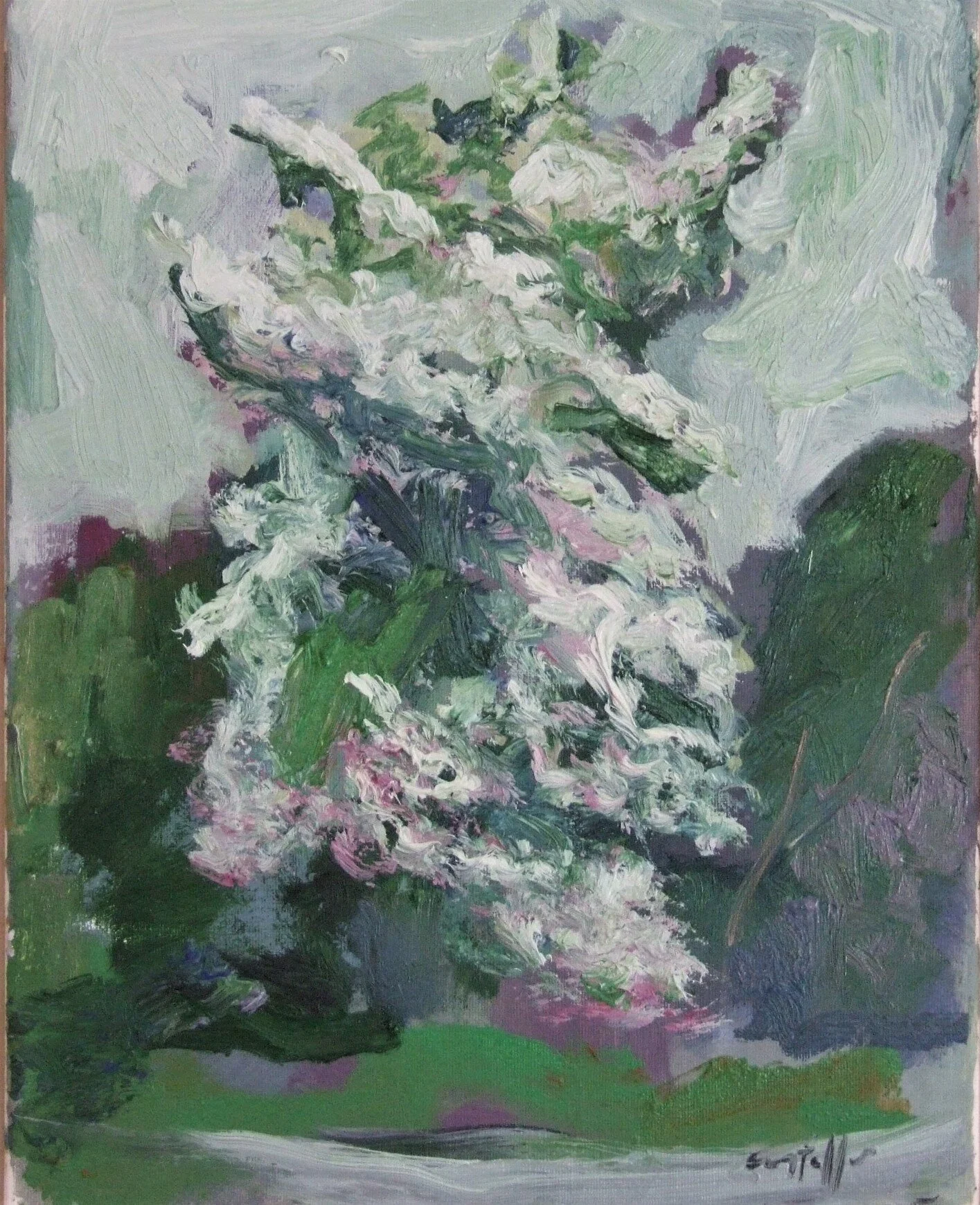 Hawthorn in flower, 2019