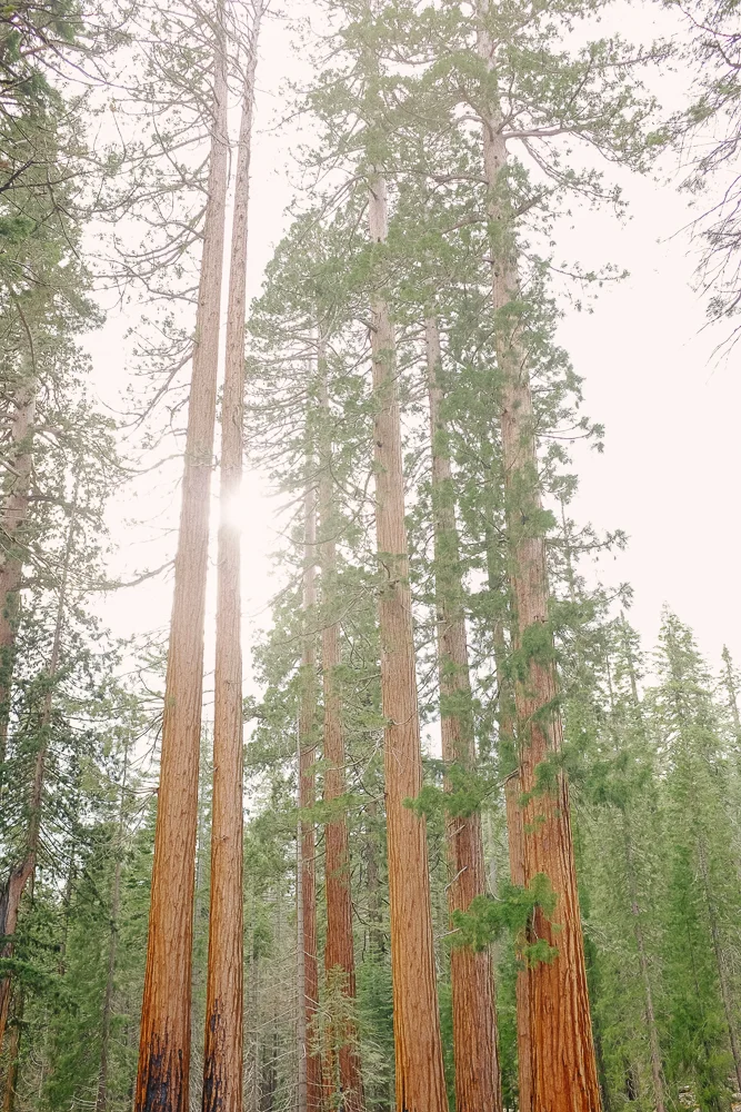 yosemite_family_Summer_trip-005.jpg