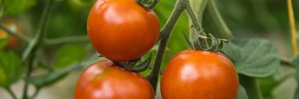 evening-song-farm-csa-thumb2.jpg