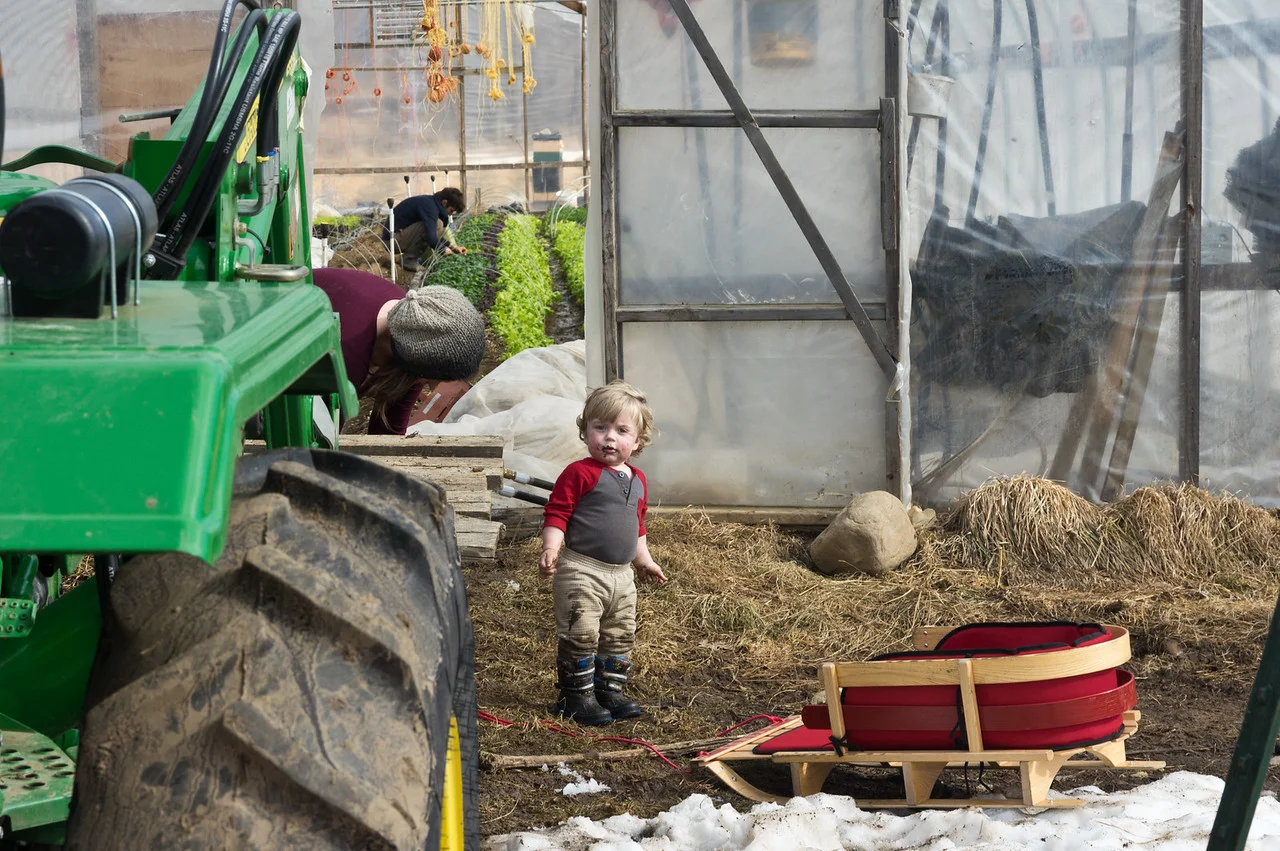 Sky knows it's time to work in the tunnel, but that sled looks pretty enticing, photo by Adam Ford