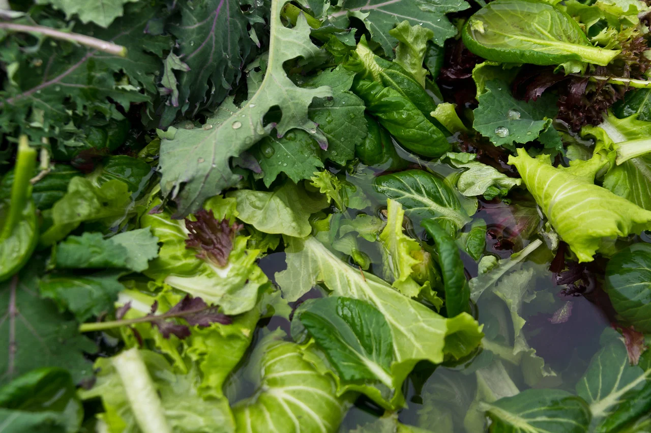 washing mesclun mix, photo by Adam Ford