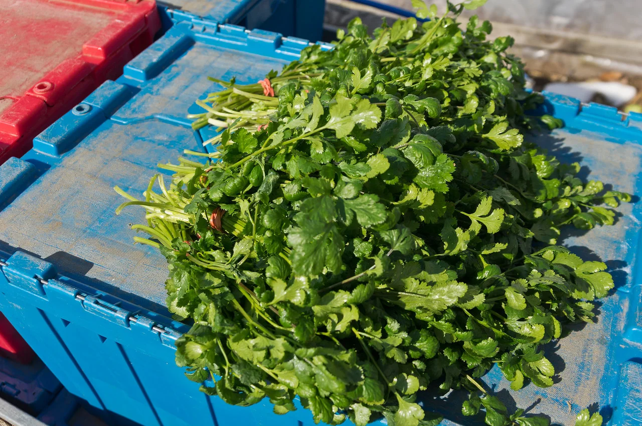 last week's cilantro bunches, photo by Adam Ford