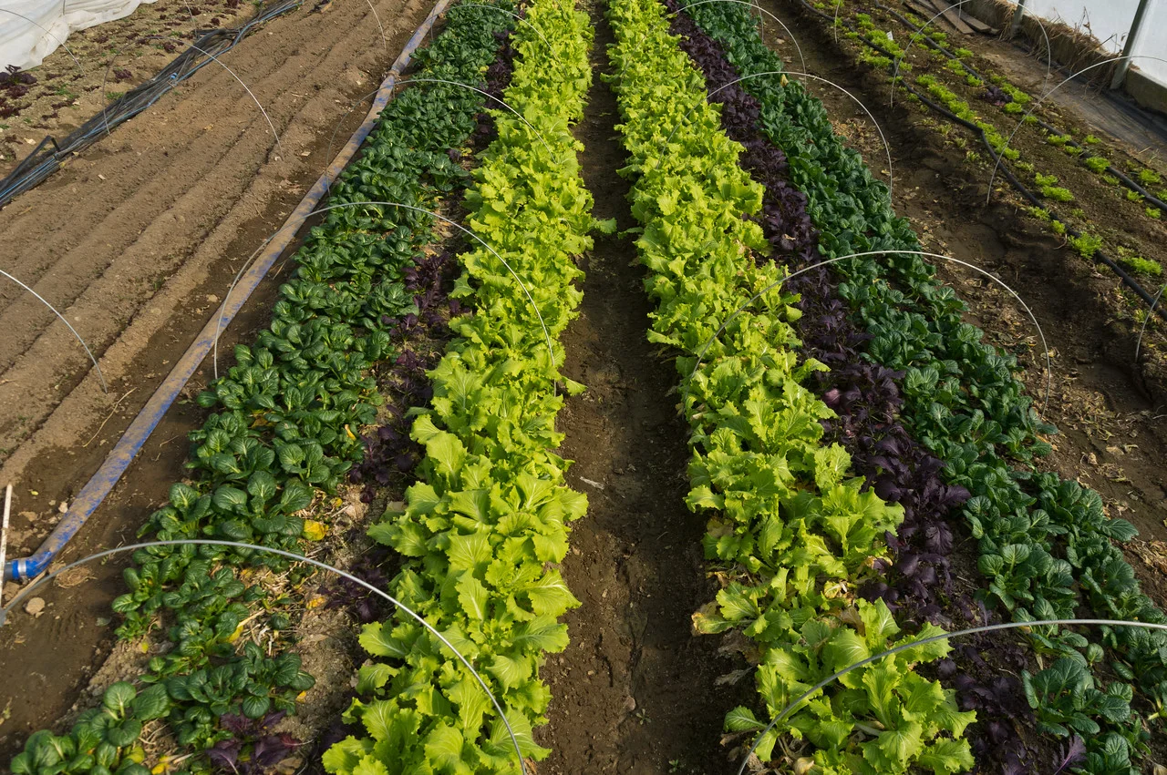 meslcun mix with new plantings of spinach to the left, photo by Adam Ford