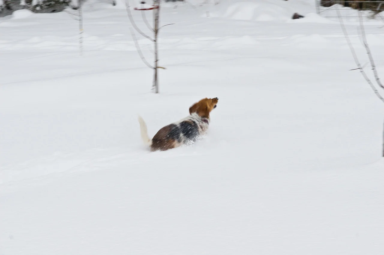 Wild little Callie trying to make a break for it in the snow! photo by Adam Ford