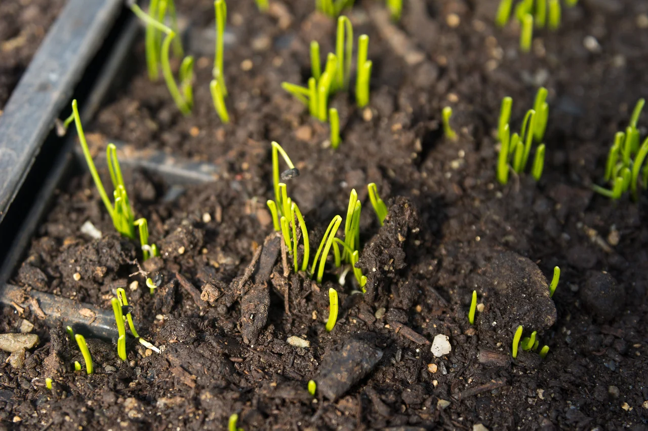 Scallions popping up in their cells, photo by Adam Ford.