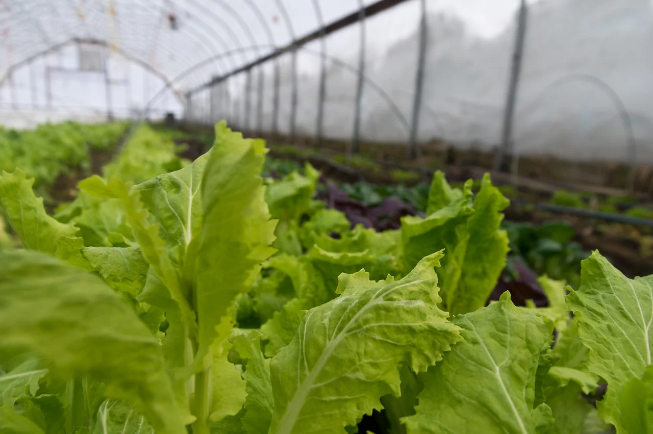 Japanese lettuce growing in the tunnel, photo by Adam Ford.