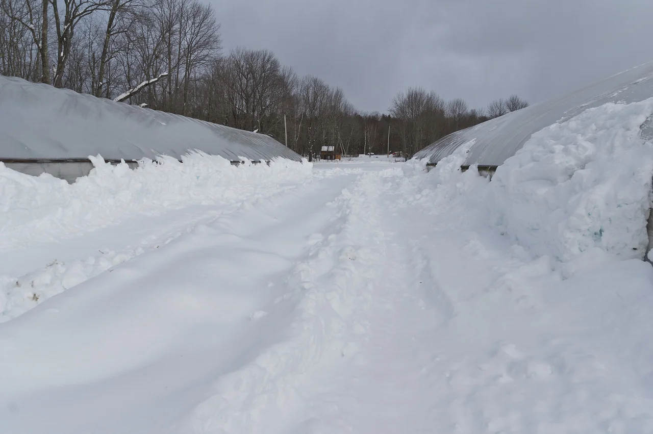 We plowed snow away from the sides of the tunnels so the snow could continue to shed from the sides. With so much snow last week, the snow built up and couldn't fall away! Photo by Adam Ford.