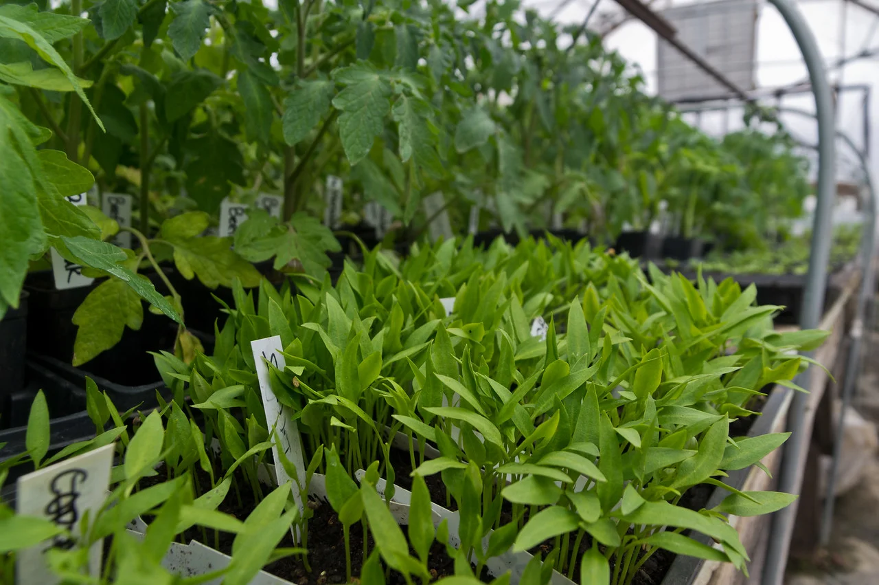 I need to get around to potting up all these teeny peppers into their larger cells... More time in the day, please! (Next to them are the tomatoes who are ready to transplant as soon as we are, photo by Adam Ford.