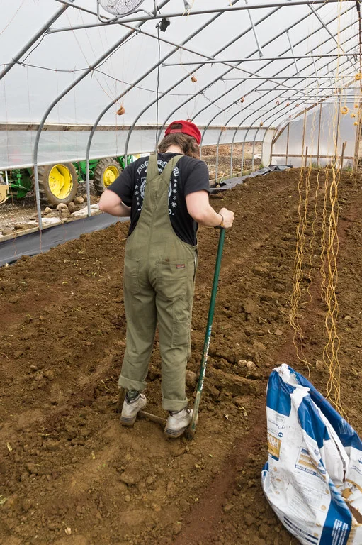 Morgan broadforking the tomato beds after Ryan finished filling in all the trenches and amended the soil, photo by Adam Ford