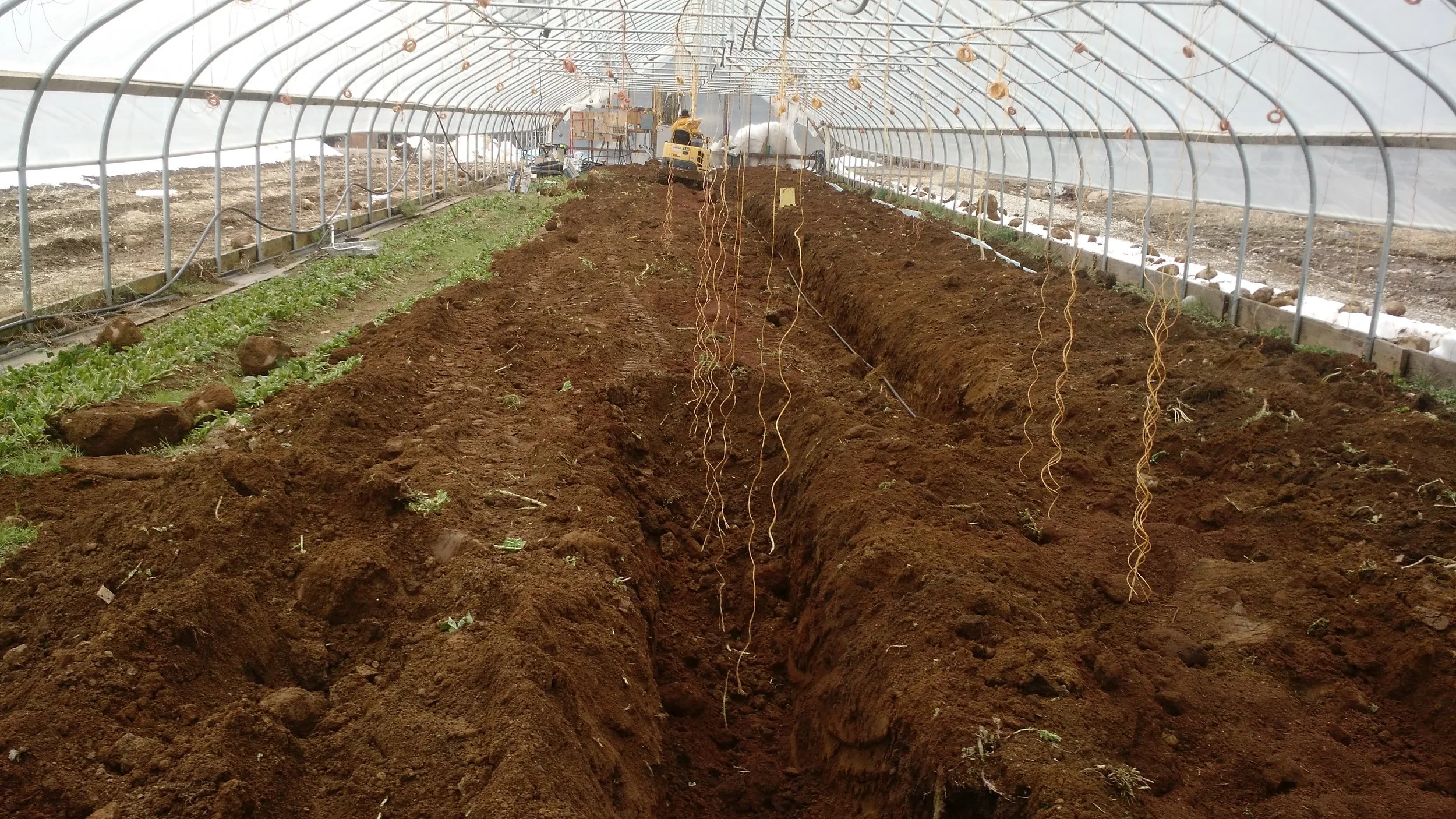 Excavator in action, digging and filling in trenches once pipes are laid! photo by Ryan Fitzbeauchamp