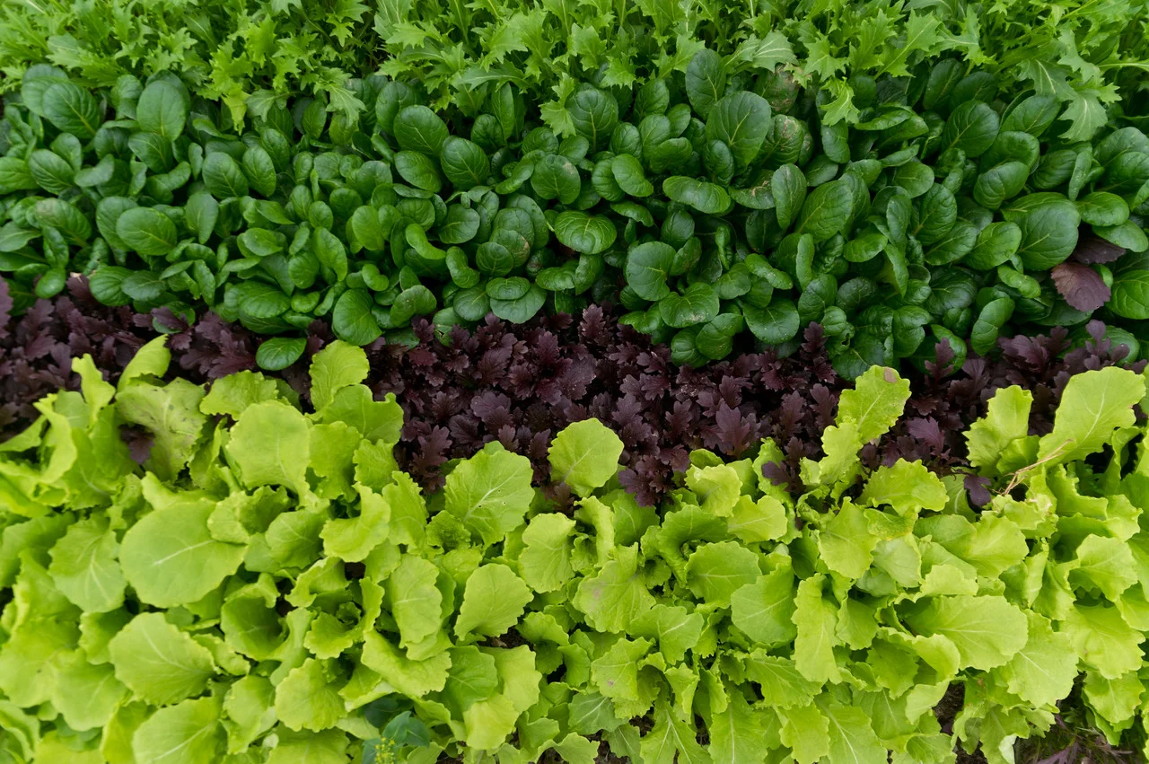 beautiful mesclun waiting to be harvested for this weekend, photo by Adam Ford