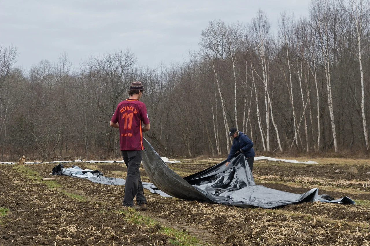 Sam and Morgan laying out a silage tarp on a field we will plant in the eraly summer. We use these tarps to suppress weeds and minimize tillage, photo by Adam Ford.