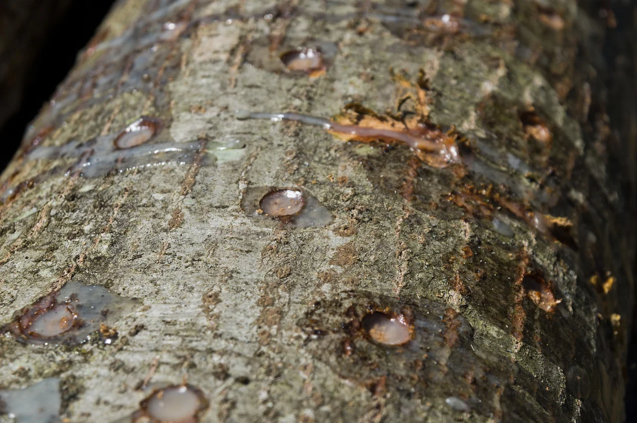 cheese wax coating the inncoulated shiitake spawn in the holes we drilled into logs, photo by Adam Ford