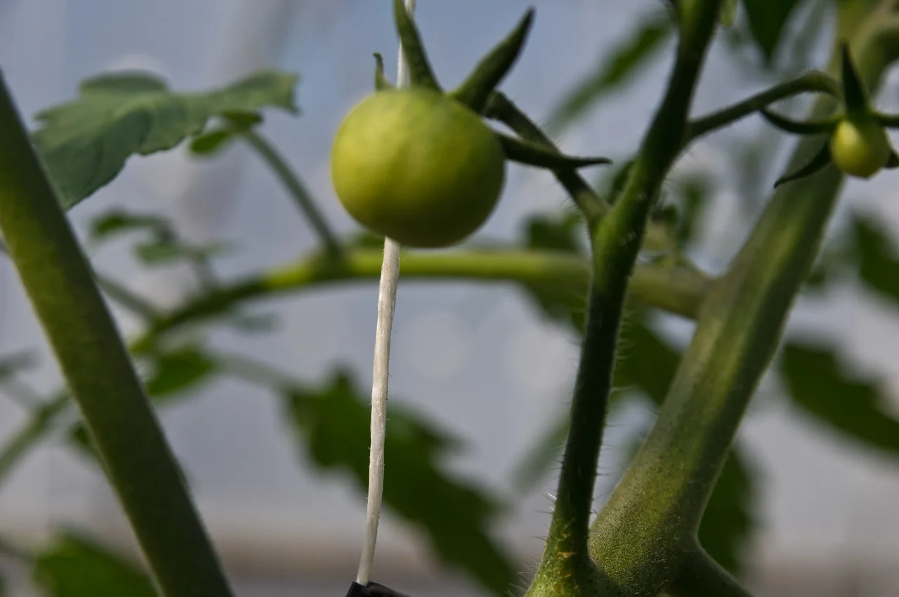 The early tomato plants are eaglerly setting their first green fruits, photo by Adam Ford.