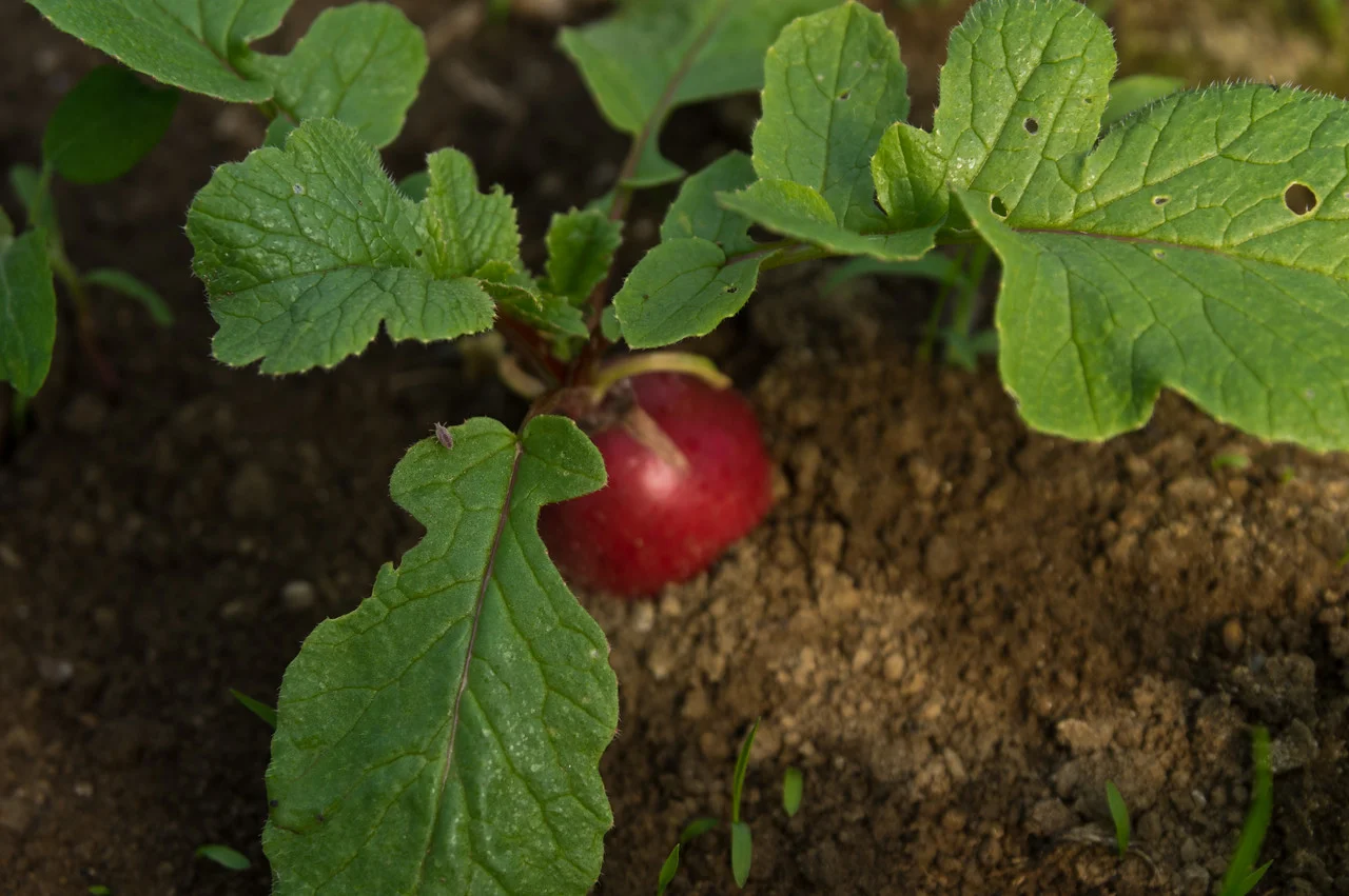 soon we will have radishes! photo by Adam Ford