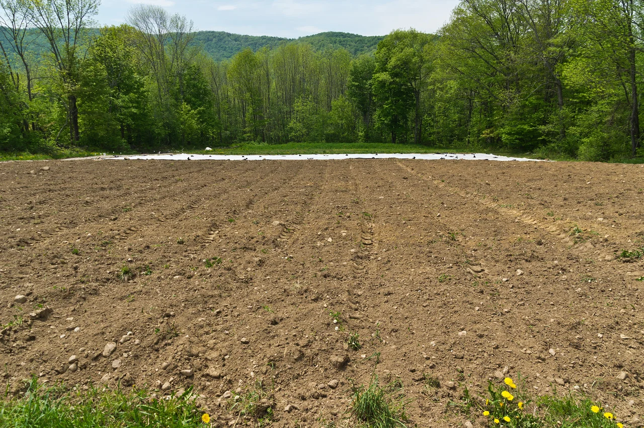 one of our fields after Ryan plowed and seeded our cover crop mix, crossing our fingers for no excessive rainstorms that woudl produce erosional runoff while the cover crop establishes, photo by Adam Ford.