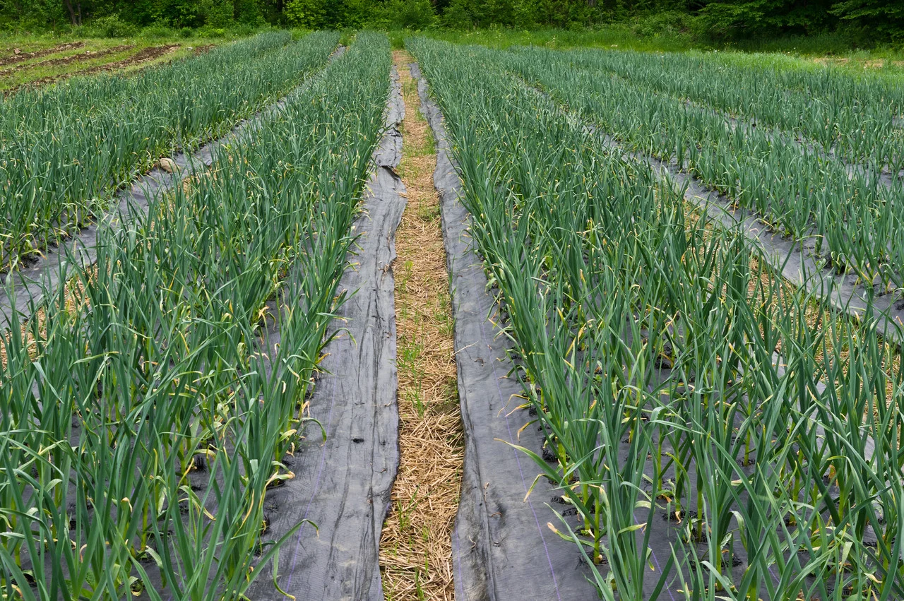 garlic field looking good! photo by Adam Ford