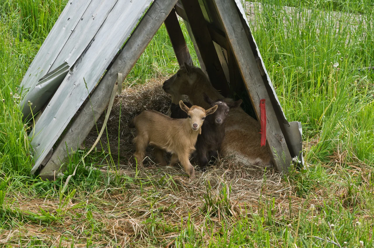 In case you forgot how cute baby goats are... here they are chilling with mama in the pasture, photo by Adam Ford