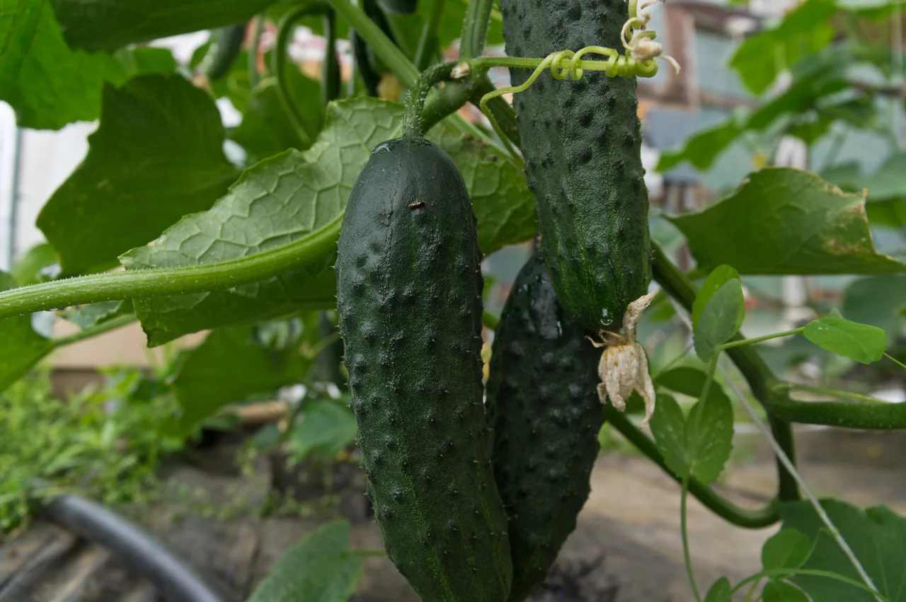 look at this ridiculously early fruit! photo by Adam Ford