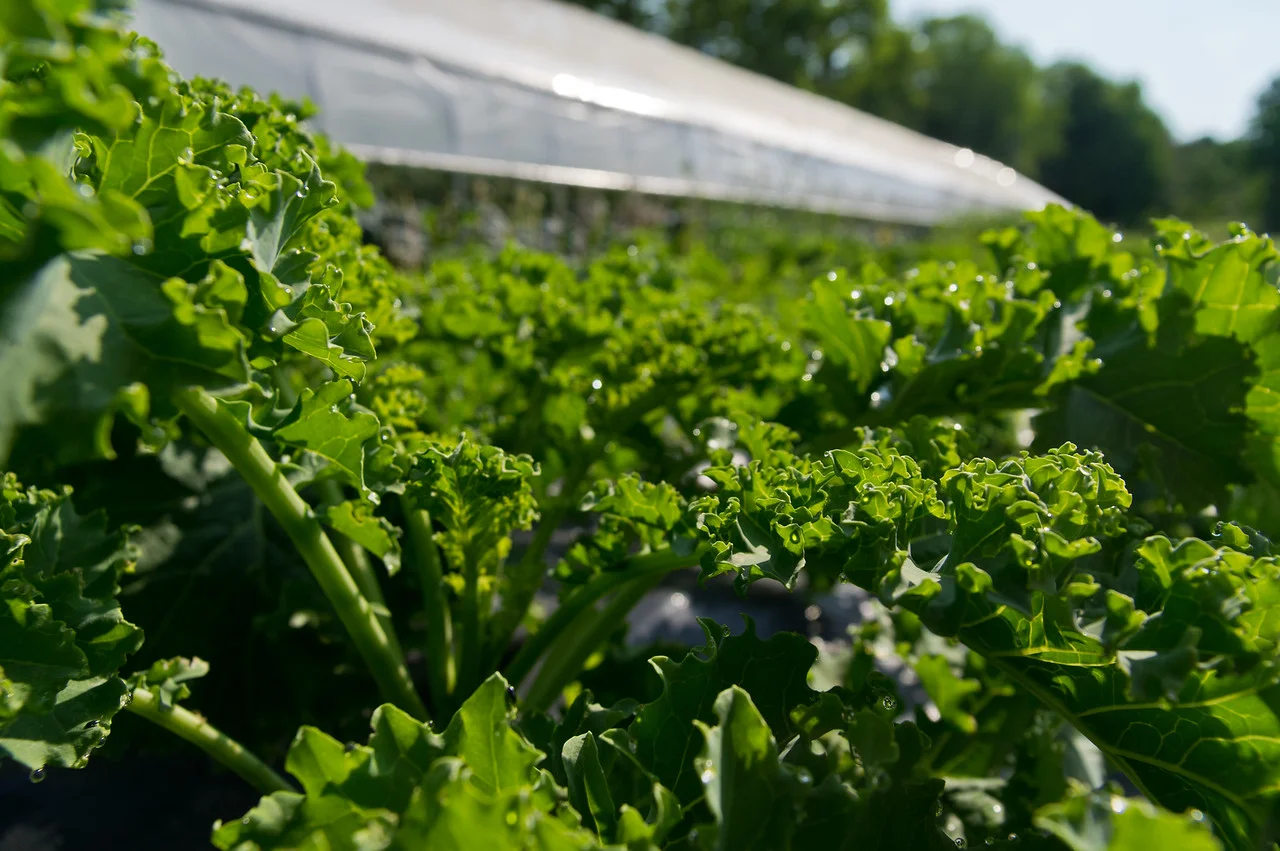 green curly kale between the tunnels, photo by Adam Ford