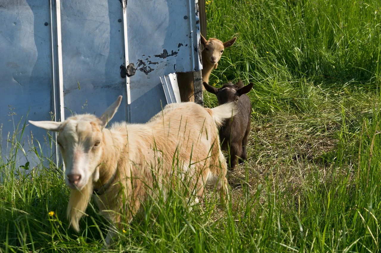 baby goats peaking out from the shed, photo by Adam Ford
