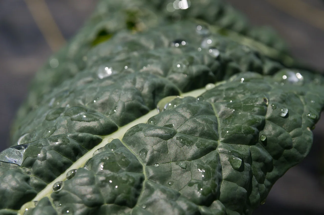 water on lacinato kale, photo by Adam Ford